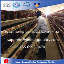 Conception automatique de cage de poulet pour des couches en Chine